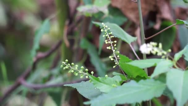 Rivina Humilis Canneberge Plante Rouge Piments Myrtille Coralito Getih Getihan — Video