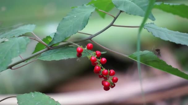 Rivina Upokarza Gołębia Różowa Roślina Papryka Dla Dzieci Jagoda Coralito — Wideo stockowe