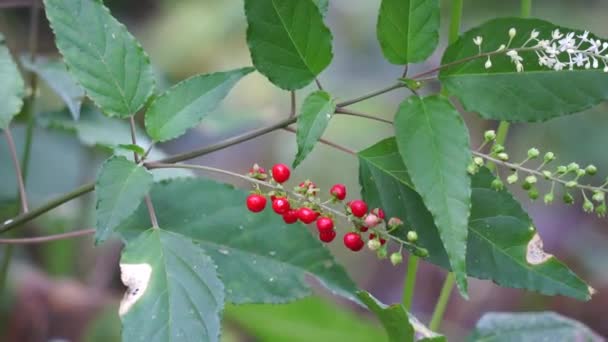 Rivina Humilis Pigeonberry Rouge Plant Baby Peppers Bloodberry Coralito Getih — Stok Video