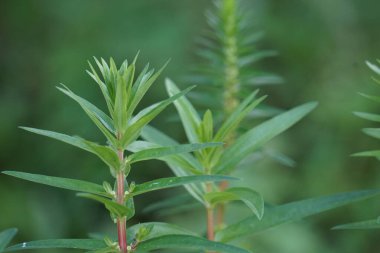 Rotala ramosior (ayrıca ovadaki rotala olarak da bilinir) çim. Bu bitki bazen akvaryumlarda yetişir..