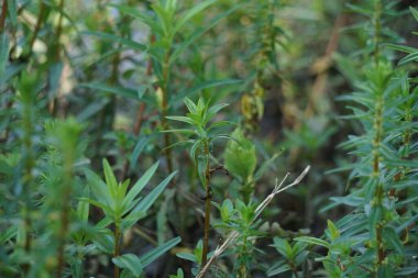 Rotala ramosior (ayrıca ovadaki rotala olarak da bilinir) çim. Bu bitki bazen akvaryumlarda yetişir..