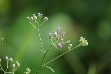 Cyanthillium cinereum (little ironweed, poovamkurunnila, monara kudumbiya, sawi langit) flower. Cyanthillium cinereum has been used to quit smoking and relieve the common cold clipart