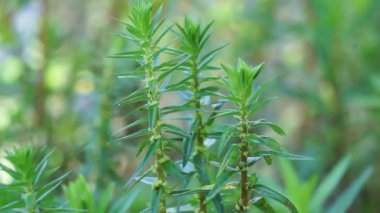 Rotala ramosior (ayrıca ovadaki rotala olarak da bilinir) çim. Bu bitki bazen akvaryumlarda yetişir..