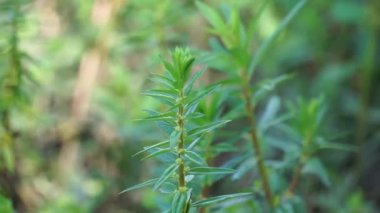 Rotala ramosior (ayrıca ovadaki rotala olarak da bilinir) çim. Bu bitki bazen akvaryumlarda yetişir..