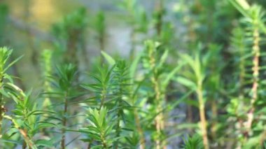Rotala ramosior (ayrıca ovadaki rotala olarak da bilinir) çim. Bu bitki bazen akvaryumlarda yetişir..