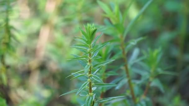 ロータラ ラムシオール ローランド ロータラとも呼ばれる この植物は時々水族館で栽培されています — ストック動画