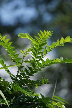 Doğada Phyllanthus buxifolius (Scepasma bucifolius, seligi, Kayu Sisih). Phyllanthus buxifolius burkulmuş eklemleri serpiştirmek ve eklemlere masaj yapmak için kullanılır..