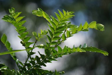 Doğada Phyllanthus buxifolius (Scepasma bucifolius, seligi, Kayu Sisih). Phyllanthus buxifolius burkulmuş eklemleri serpiştirmek ve eklemlere masaj yapmak için kullanılır..