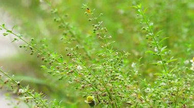Scoparia dulcis (meyan kökü otu, keçi otu, scoparia-otu, tatlı süpürge, tapeiava, tapixaba, vassourin, kallurukki, Sapu manis). Hemoroit ve yaralar gibi çeşitli sorunlar için kullanılır.