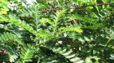 Doğada Phyllanthus buxifolius (Scepasma bucifolius, seligi, Kayu Sisih). Phyllanthus buxifolius burkulmuş eklemleri serpiştirmek ve eklemlere masaj yapmak için kullanılır..