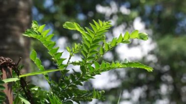 Doğada Phyllanthus buxifolius (Scepasma bucifolius, seligi, Kayu Sisih). Phyllanthus buxifolius burkulmuş eklemleri serpiştirmek ve eklemlere masaj yapmak için kullanılır..