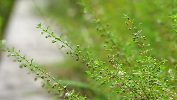 Scoparia Dulcis Ζιζάνιο Γλυκόριζας Αγριόχορτο Scoparia Weed Sweet Broom Tapeiava — Αρχείο Βίντεο