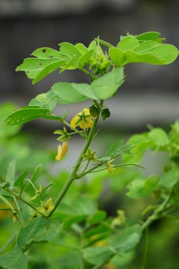 Senna tora (Cassia tora, tora, orak senna, orak kapsül, tora, kahve kapsülü, foetid cassia, senna, sicklepod) doğada bulunur. Tohumlar ve yapraklar deri hastalıklarının tedavisinde kullanılır.