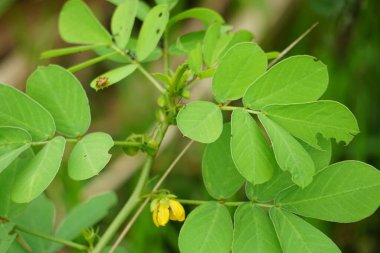 Senna tora (Cassia tora, tora, orak senna, orak kapsül, tora, kahve kapsülü, foetid cassia, senna, sicklepod) doğada bulunur. Tohumlar ve yapraklar deri hastalıklarının tedavisinde kullanılır.