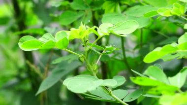 Senna tora (Cassia tora, tora, orak senna, orak kapsül, tora, kahve kapsülü, foetid cassia, senna, sicklepod) doğada bulunur. Tohumlar ve yapraklar deri hastalıklarının tedavisinde kullanılır.