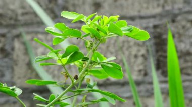 Senna tora (Cassia tora, tora, orak senna, orak kapsül, tora, kahve kapsülü, foetid cassia, senna, sicklepod) doğada bulunur. Tohumlar ve yapraklar deri hastalıklarının tedavisinde kullanılır.