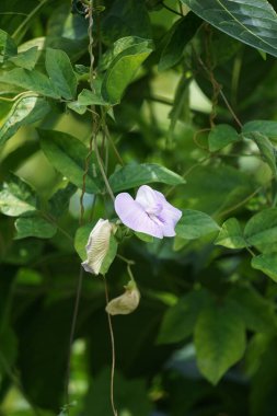 Centrosema virginianum plant with a natural background. Also called Spurred Butterfly Pea, wild blue vine, blue bell, wild pea. This plant in Indonesia (Javanese) is called sinder siman. clipart