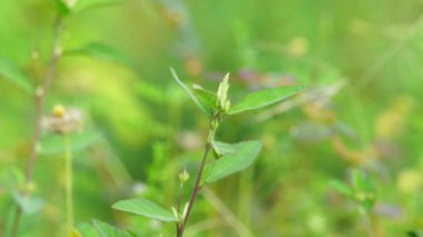 Sida acuta (yaygın ip yosunu, sidaguri, sidogori) doğal altyapıya sahiptir. Malvaceae familyasından bir bitki türü, Malvaceae. Sida acuta istilacı bir tür olarak kabul edilir.