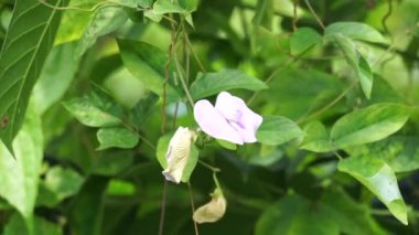 Doğal bir geçmişi olan Centrosema virginianum bitkisi. Ayrıca Spurred Butterfly Bezelyesi, yabani mavi üzüm, mavi çan, yabani bezelye. Endonezya 'daki bu bitkiye Sinder Siman denir..