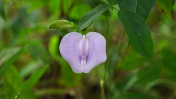 Centrosema Virginianum Plant Met Een Natuurlijke Achtergrond Ook Wel Gespoten — Stockvideo