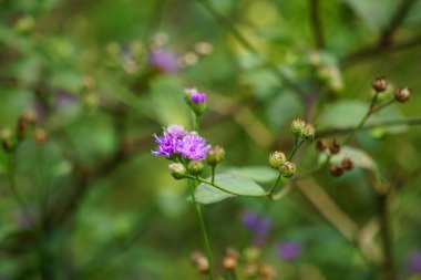 Vernonia glauca (Appalachian Ironweed, Broadleaf Ironweed, Tawny Ironweed, Upland Ironweed). Vernonia glauca, Asteraceae familyasından bir bitki türü.