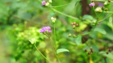 Vernonia glauca (Appalachian Ironweed, Broadleaf Ironweed, Tawny Ironweed, Upland Ironweed). Vernonia glauca, Asteraceae familyasından bir bitki türü.