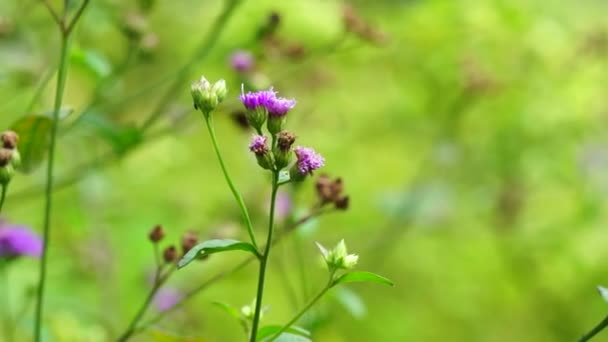 Vernonia Glauca Appalachian Ironweed Broadleaf Ironweed Tawny Ironweed Upland Ironweed — Stockvideo