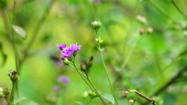 马鞭草 阿巴拉契亚铁皮草 阔叶铁皮草 牛皮铁皮草 高地铁皮草 银花属植物是一种属于紫锥菊科的植物种类 — 图库视频影像