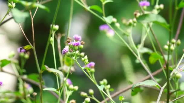 Vernonia Glauca Appalachian Ironweed Broadleaf Ironweed Tawny Ironweed Upland Ironweed — Stok Video
