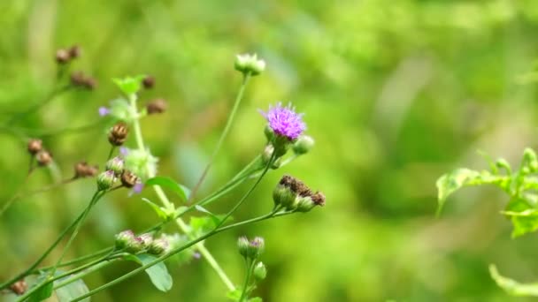 Vernonia Glauca Appalachian Ironweed Broadleaf Ironweed Tawny Ironweed Upland Ironweed — Stok Video