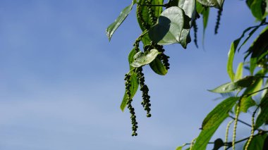 Black pepper (Piper nigrum, peppercorn, merica, lada, sahang) on the tree clipart