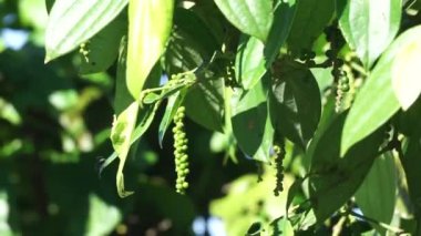 Ağaçta karabiber (Piper nigrum, biber, merica, lada, sahang)