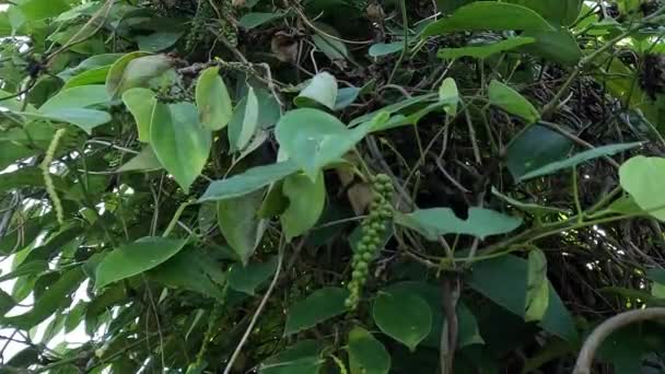 Pieprz Czarny Piper Nigrum Peppercorn Merica Lada Sahang Drzewie — Wideo stockowe