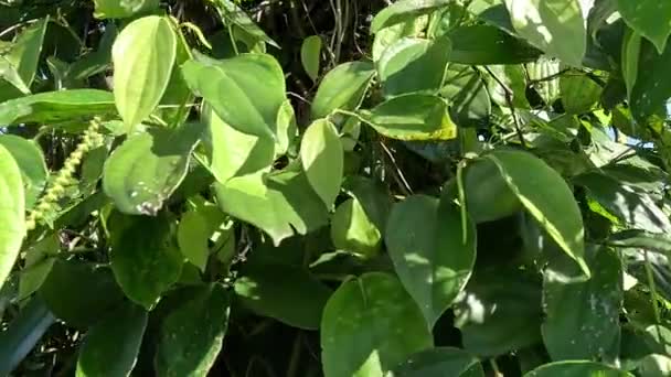 Черный Перец Piper Nigrum Peppercorn Merica Lada Sahang Дереве — стоковое видео