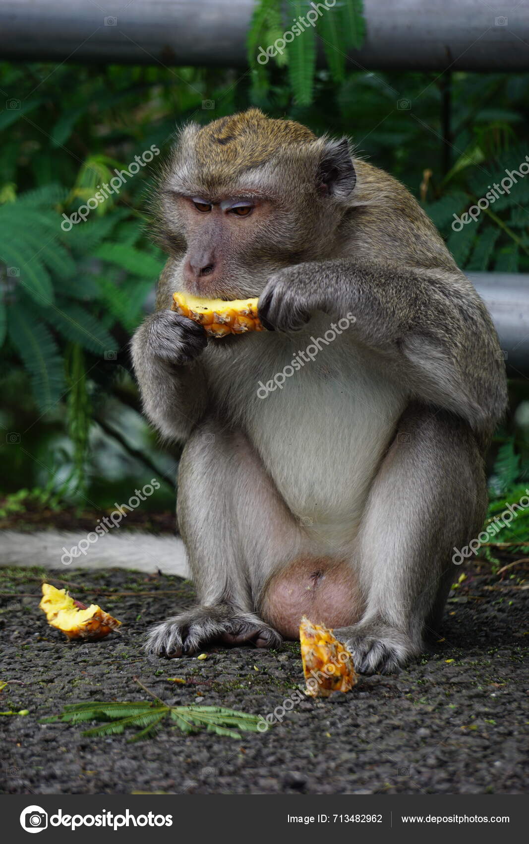 Fette affen essen Stockfotos, lizenzfreie Fette affen essen Bilder |  DepositPhotos, image size:1067x1700