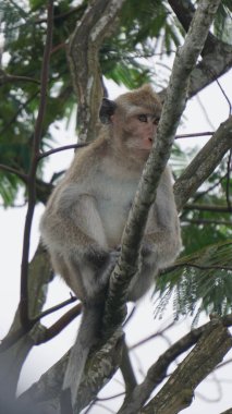 Macaca fascicularis (Monyet kra, kera ekor panjang, monyet ekor panjang, long-tailed macaque, monyet pemakan kepiting, crab-eating monkey) on the tree.
