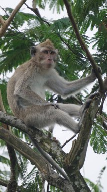 Macaca fascicularis (Monyet kra, kera ekor panjang, monyet ekor panjang, long-tailed macaque, monyet pemakan kepiting, crab-eating monkey) on the tree.