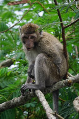 Macaca fascicularis (Monyet kra, kera ekor panjang, monyet ekor panjang, long-tailed macaque, monyet pemakan kepiting, crab-eating monkey) on the tree.