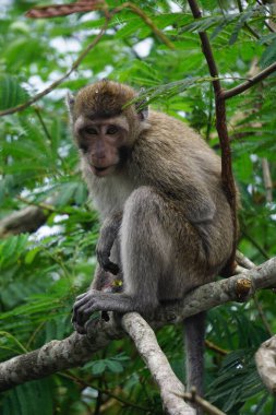 Macaca fascicularis (Monyet kra, kera ekor panjang, monyet ekor panjang, long-tailed macaque, monyet pemakan kepiting, crab-eating monkey) on the tree. clipart