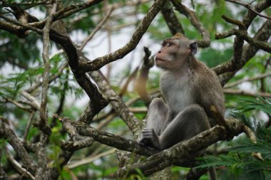 Macaca fascicularis (Monyet kra, kera ekor panjang, monyet ekor panjang, long-tailed macaque, monyet pemakan kepiting, crab-eating monkey) on the tree. clipart
