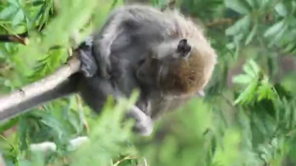 Macaca Fascicularis Monyet Kra Kera Ekor Panjang Monyet Ekor Panjang — Stok Video