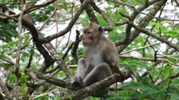 Macaca Fascicularis Monyet Kra Kera Ekor Panjang Monyet Ekor Panjang — Αρχείο Βίντεο