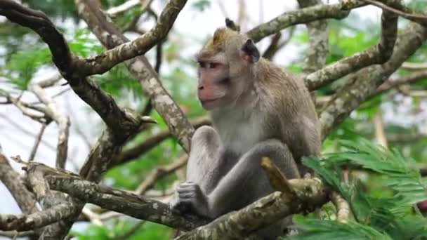 Macaca Fascicularis Monyet Kra Kera Ekor Panjang Monyet Ekor Panjang — Stockvideo