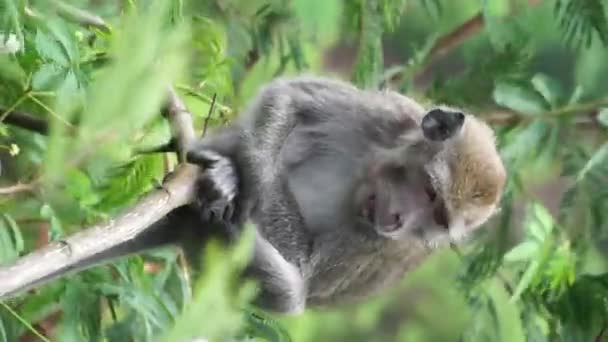 Macaca Fascicularis Monyet Kra Kera Ekor Panjang Monyet Ekor Panjang — Vídeos de Stock