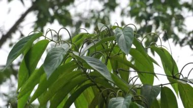 Sirih hutan (sirihan, piper aduncum, dikenli biber, dikenli biber, matico). Bu bitki kanamaları durdurmak ve ülserleri tedavi etmek için kullanıldı.