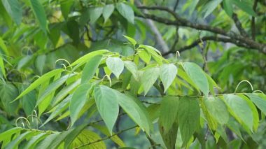 Sirih hutan (sirihan, piper aduncum, dikenli biber, dikenli biber, matico). Bu bitki kanamaları durdurmak ve ülserleri tedavi etmek için kullanıldı.