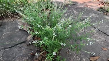 Polygala panikulata (Akar wangi, Jukut rindik, Sasapuan, Katumpang Lemah, Hierba del colico, Esans Fragile). Bu bitki yılan ısırıklarına ve blenorrhagialara karşı ilaç olarak kullanılır.
