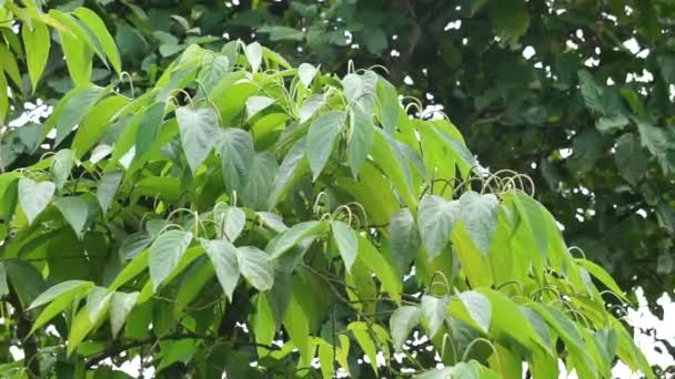 시리하타 세이한 파이프 스파이크 스파이크 마티코 식물은 출혈을 멈추고 궤양을 — 비디오
