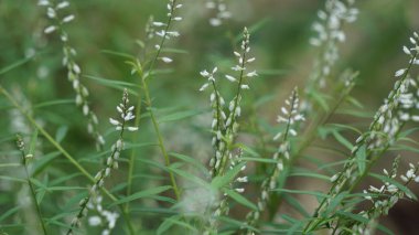 Polygala panikulata (Akar wangi, Jukut rindik, Sasapuan, Katumpang Lemah, Hierba del colico, Esans Fragile). Bu bitki yılan ısırıklarına ve blenorrhagialara karşı ilaç olarak kullanılır.