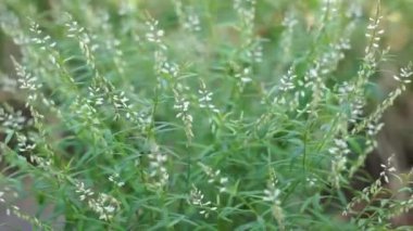 Polygala panikulata (Akar wangi, Jukut rindik, Sasapuan, Katumpang Lemah, Hierba del colico, Esans Fragile). Bu bitki yılan ısırıklarına ve blenorrhagialara karşı ilaç olarak kullanılır.